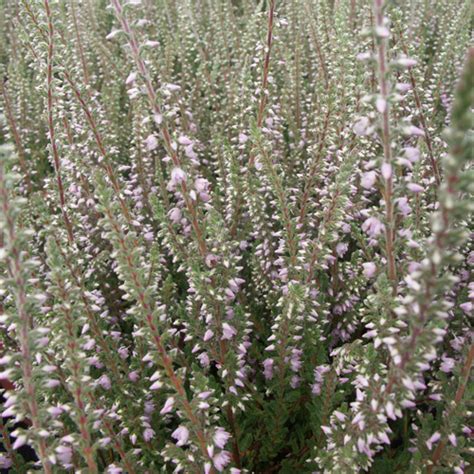 Bruyères Calluna Vulgaris Silver Knight Callune Bruyère Commune