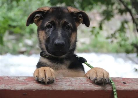 German Shepherd Puppy Ears. How to Fix GSD Floppy Ears