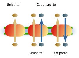 TRANSPORTE DE MEMBRANA Mind Map