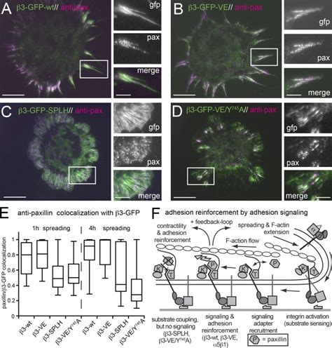 Talin Bound NPLY Motif Recruits Integrin Signaling Adapters To Regulate