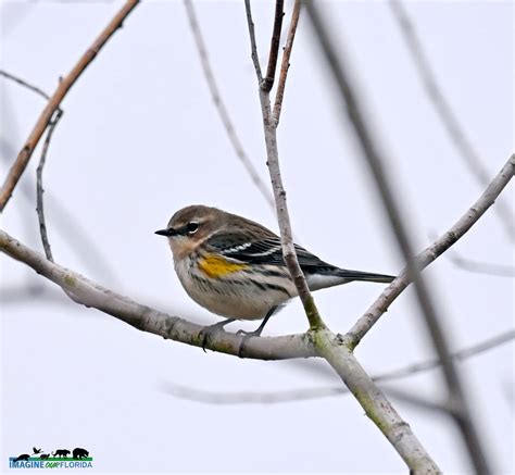 Yellow Rumped Warbler Imagine Our Florida Inc