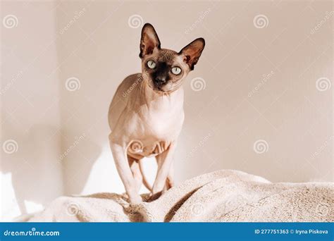 Bald Cat Cat Of Breed Sphinx Naked Cat Stock Photography