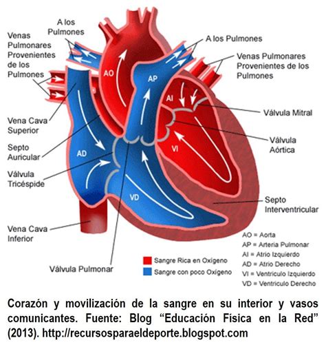 Anatomia Del Sistema CIRCULATORIO