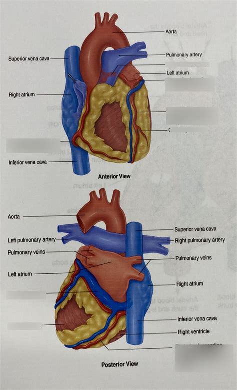 Paramedic Cardiac Vasculature Diagram Quizlet