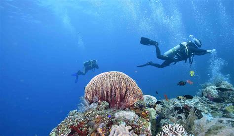 Padi Scuba Diver Course In Bali Divegab