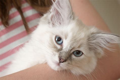 Lilac Ragdoll Cat Facts Origin And History With Pictures Hepper