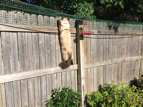 How To Keep A Cat From Jumping The Fence - Cat Lovster