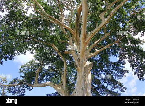 The Large Banyan Ancient Tree In Kayu Putih Baru Village Marga