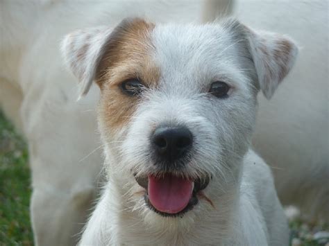 Photo Elevage De L Antre Des Jacks Eleveur De Chiens Jack Russell