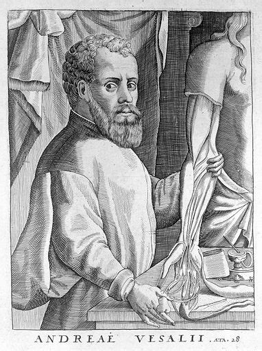 Portrait Of Andreas Vesalius Flemish Anatomist Free Public Domain