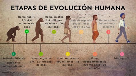 ETAPAS DE EVOLUCIÓN HUMANA