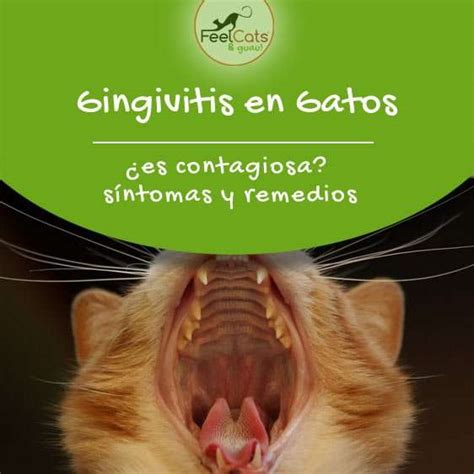 Gingivitis En Gatos Contagiosa S Ntomas Y Remedios Feelcats