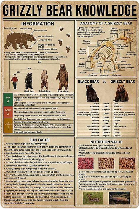Grizzly Bear Skeleton Diagram Wraptious Anatomy Of A Grizzly Bear By