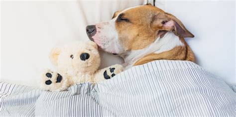 Dog Boarding Checklist
