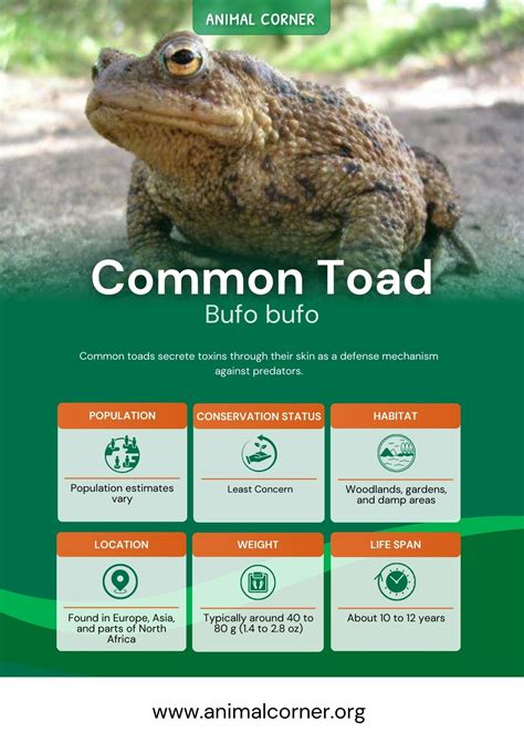 Common Toad Facts Information And Pictures