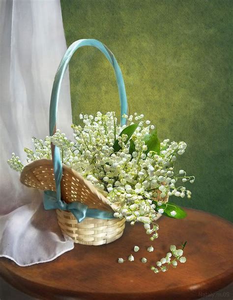 Pin by Tatiana Orbu on Lilies of the valley Ландыши Lily of the