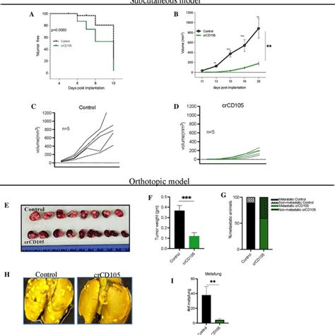 Tumoral CD105 Promotes In Vivo Tumor Growth And Metastasis A