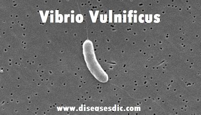 Vibrio Vulnificus - Definition, Transmission and Risk Factors