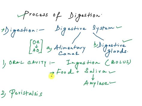 Solved Text Digestive System Journey Organ Options Esophagus