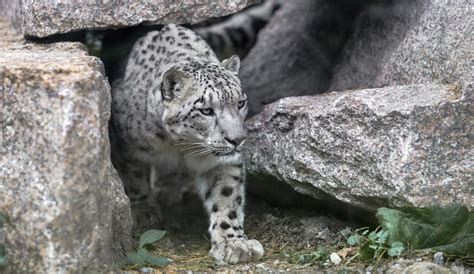 Snow Leopard In Nepal Facts Location Spotting Season Trek