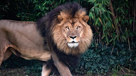 interesting lion facts  kids  learn