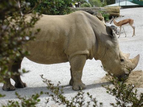 Auckland Zoo