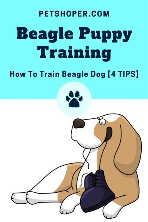 Beagle Puppy Training - How To Train Beagle Dog [4 TIPS] - PetShoper