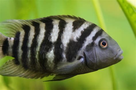 Convict Cichlid A To Z Guide Care Tank Mates Size And Diet Hometanks