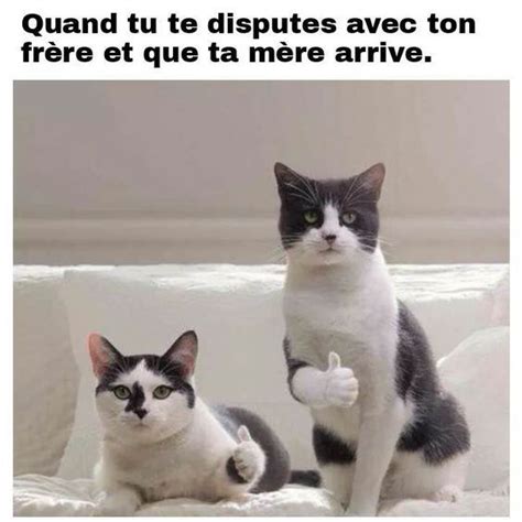 27 Magnifiques Images Drôles Et Amusantes Blague Animaux Blague Chat