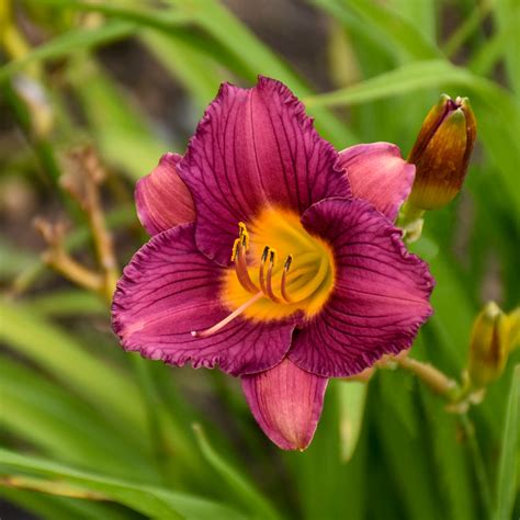 Hemerocallis Daylily Purple De Oro For Sale Shop Stuarts Stuart