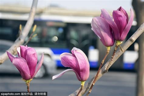 北京街头玉兰花迎来最佳观赏期