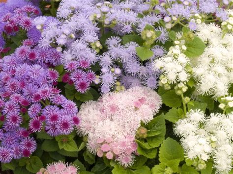 Ageratum Houstonianum Hawaii Mix Floss Flower From Garden Center