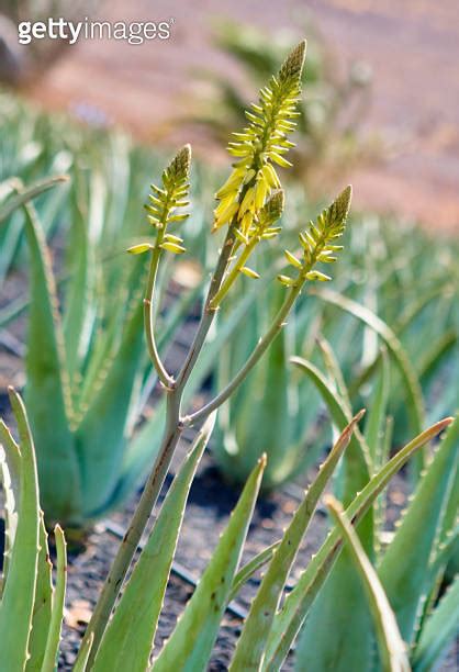 Aloe Vera Farm In Fuerteventura Canary Islands