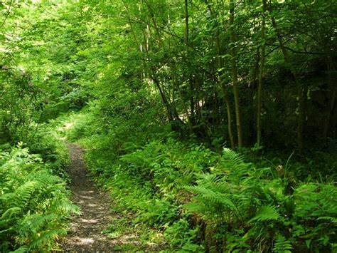 Path Through The Woods Lairich Rig Geograph Britain And Ireland