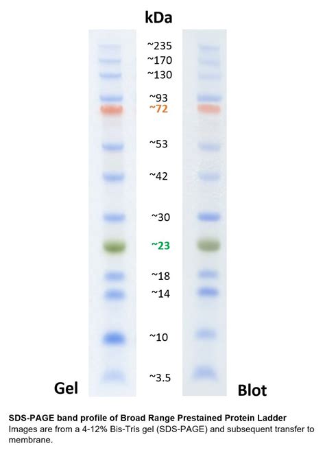 Broad Range Prestained Protein Marker 3 245 KDa PL00002 Proteintech