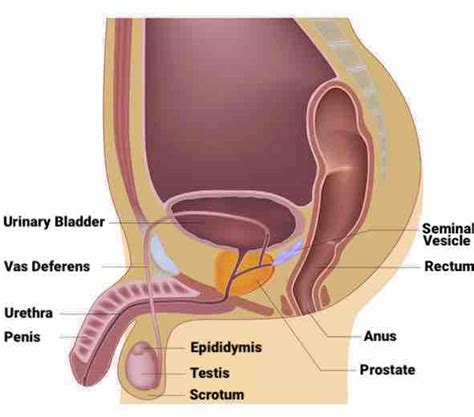 Prostate