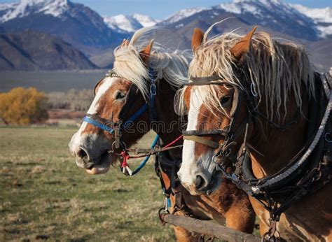 Team Of Belgian Draft Horses In Harness Ready To Be Hitched To A Wagon