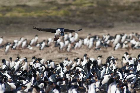 Shag Imperial En La Isla De Bleaker En Las Islas Malvinas Imagen De