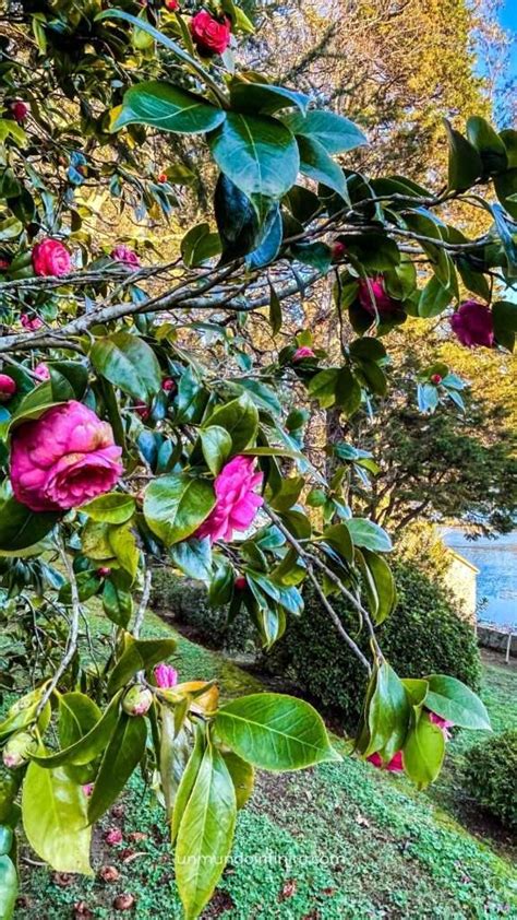 Ruta De La Camelia Gu A Para Ver Camelias En Galicia Un Mundo Infinito