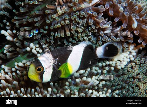 Saddleback Anemonefish Saddleback Clownfish Amphiprion Polymnus With