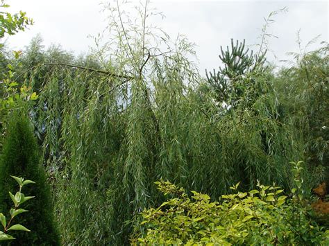 Ива Свердловская плакучая (74 фото) - фото - картинки и рисунки ...