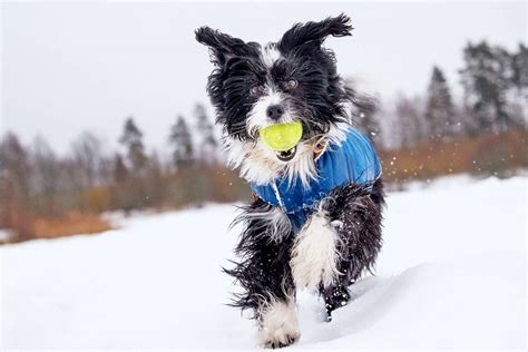 Dog Winter Coats: How To Fit Your Dog's New Jacket