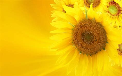 Sunflower Backgrounds Wallpaper Cave