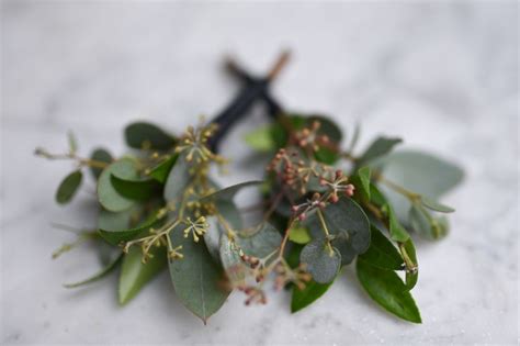 All Greenery Boutonniere With Seeded Eucalyptus And Greenery Accents