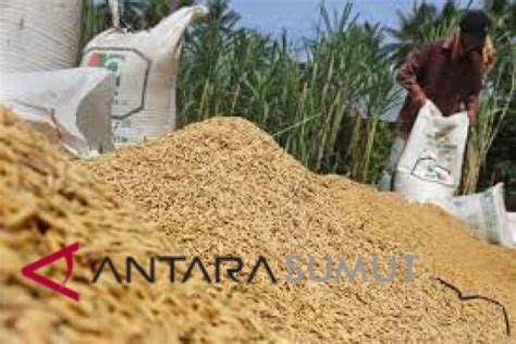 Langkat Produksi Gabah Kering Giling 531 078 Ton ANTARA News Sumatera