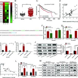 Hsa Circ 0051040 Sponges MiR 569 To Upregulate ITGAV Expression A