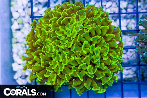 Rare Big Branching Hammer Frag Crazy Bright Yellow Glowing Corals