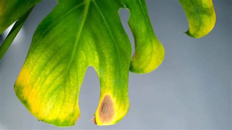 Plantas Es Necesario Cortar Las Hojas Amarillas O Marchitas Si O No