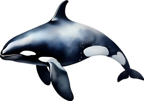 Ai Generated Orca Watercolor Painting Of Killer Whale Png