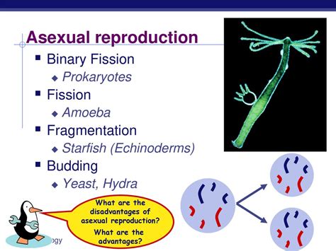 Chapter 7 Meiosis Ppt Download